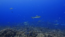 Shoal Of Grey Sharks - Fakarava South Pass