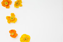 yellow and orange poppies on white 