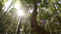 New Zealand Forest Lens Flare 
