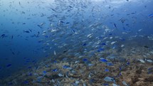 Mixed School of tropical fish over the Reef - Shots in the Southern Maldives - Trevally, jackfish, surgeon, Butterfly, blue fusiliers