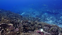 Shoal Of Grey Sharks - Fakarava South Pass