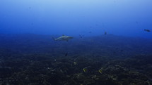 Shoal Of Grey Sharks - Fakarava South Pass