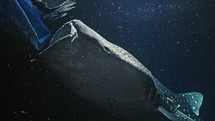 Whale Shark at Night feeding in the light of the boat - Southern of the Maldives