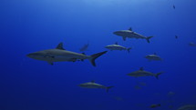 Shoal Of Grey Sharks - Fakarava South Pass