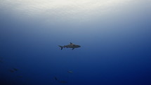 Shoal Of Grey Sharks - Fakarava South Pass