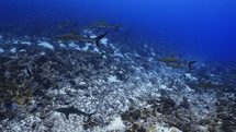 Shoal Of Grey Sharks - Fakarava South Pass