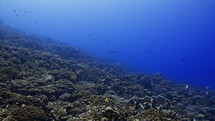 Shoal Of Grey Sharks - Fakarava South Pass