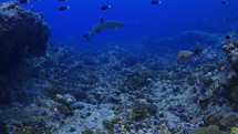 Whitetip reef Sharks on the Coral - Fakarava South Pass