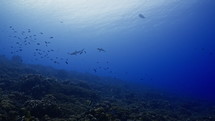 Shoal Of Grey Sharks - Fakarava South Pass