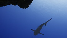 Shoal Of Grey Sharks - Fakarava South Pass