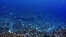 Shoal Of Grey Sharks - Fakarava South Pass