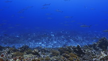 Shoal Of Grey Sharks - Fakarava South Pass