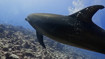 Dolphins in the Blue in the Atoll of Rangiroa in the French Polynesia