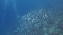 School of jackfish found scuba diving in the South of the Maldivian Archipelago