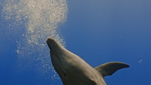 Dolphins in the Blue in the Atoll of Rangiroa in the French Polynesia