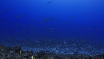 Shoal Of Grey Sharks - Fakarava South Pass