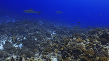 Shoal Of Grey Sharks - Fakarava South Pass