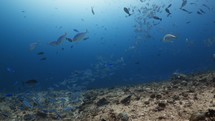 Mixed School of tropical fish over the Reef - Shots in the Southern Maldives - Trevally, jackfish, surgeon, Butterfly, blue fusiliers