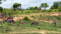 Zebra and Impala grazing grass in Big Five Kruger National Park 