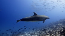 Dolphins in the Blue in the Atoll of Rangiroa in the French Polynesia