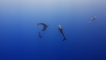 Dolphins in the Blue in the Atoll of Rangiroa in the French Polynesia