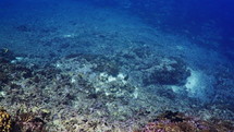 Shoal Of Grey Sharks - Fakarava South Pass