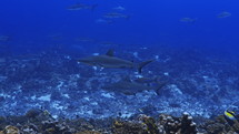 Shoal Of Grey Sharks - Fakarava South Pass