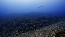 Shoal Of Grey Sharks - Fakarava South Pass