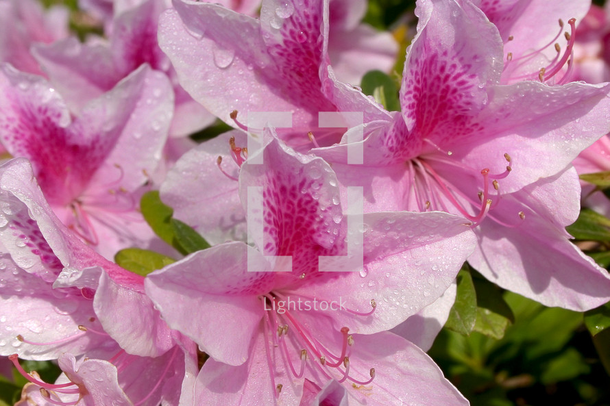 Closeup of pink rhododendron flowers with water droplets in sunshine