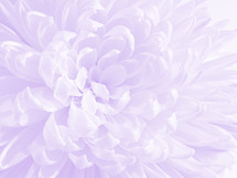 Pink and purple chrysanthemum closeup, light and bright - high key effect