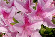 Closeup of pink rhododendron flowers with water droplets in sunshine