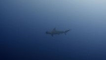Hammerhead Sharks swimming in the blue in the Red Sea in egypt