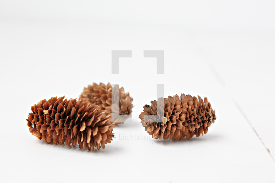 pine cones on a white background 