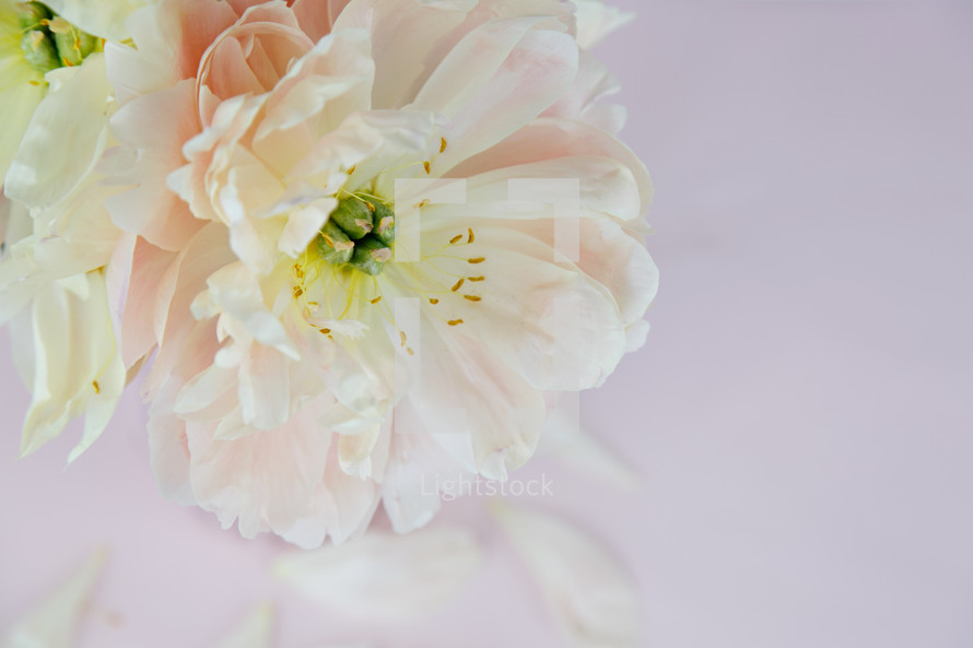 flowers and petals on a pink background 