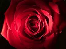 red rose closeup with dramatic lighting