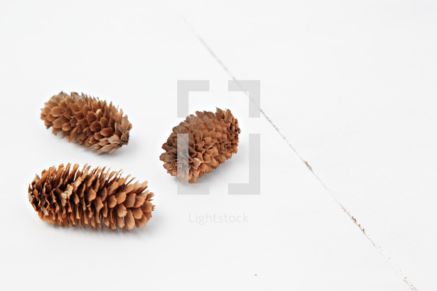 pine cones on white background 