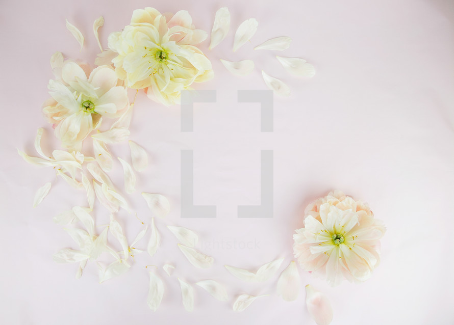 flower petals on a pink background 
