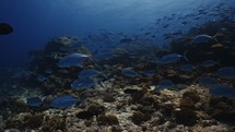 Big Shoal of Jackfish or Trevally over the Reef - Southern of the Maldives
