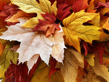 Close Up of Colorful Autumn Maple Tree Leaves, Multicolor Fall Season Leaf Background Texture