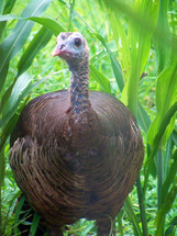 Female Turkey Portrait of a Turkey coming out of tall green grass and looking right into the camera.