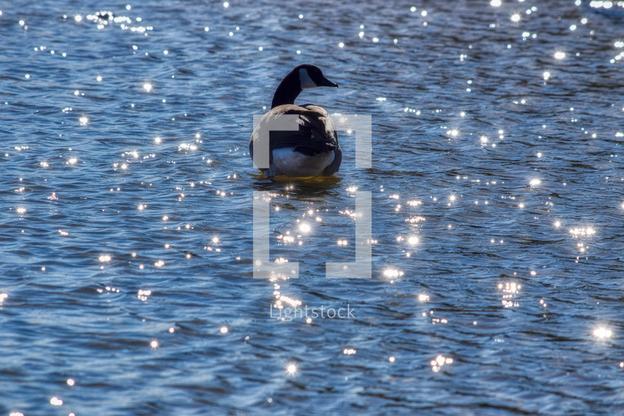 a goose on a sparkling lake 