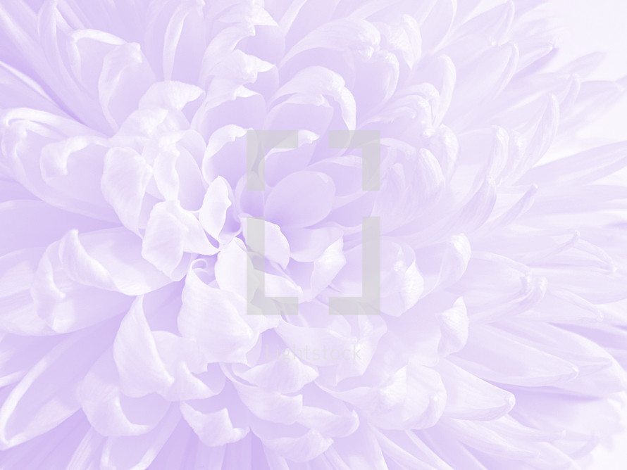 Pink and purple chrysanthemum closeup, light and bright - high key effect