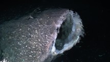 This Whale Shark has been filmed underwater in the North of the Maldivian Archipelago.