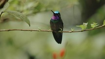 Hummingbird Green Crowned Brilliant Costa Rica Jungle
