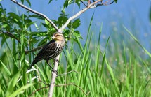 Redwing black-bird on a branch with grass in the background