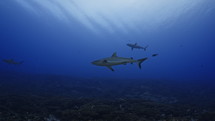 Shoal Of Grey Sharks - Fakarava South Pass