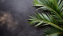 Palm Branches on a dark Background