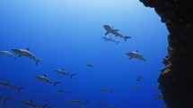 Shoal Of Grey Sharks - Fakarava South Pass