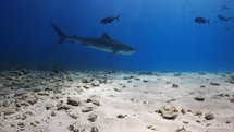 Tiger Shark closeup shot, taken at the Fuvahmulah Island in the Southern Maldives