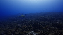 Shoal Of Grey Sharks - Fakarava South Pass